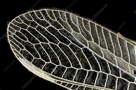 Dragonfly wing, light micrograph - Stock Image - C014/4655 - Science Photo Library