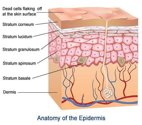 5 Layers And Cells of the Epidermis | Layers of the epidermis, Skin ...