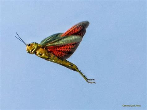 Locust in Flight | Focusing on Wildlife | Macrofotografia, Referencias