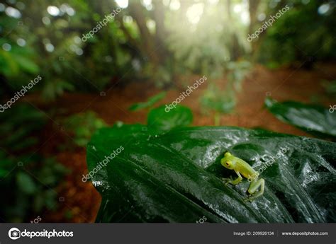 Glass Frog Nature Habitat Animal Big Yellow Eyes Forest River Stock ...