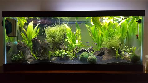 My 20 gallon long with seiryu stones : r/PlantedTank