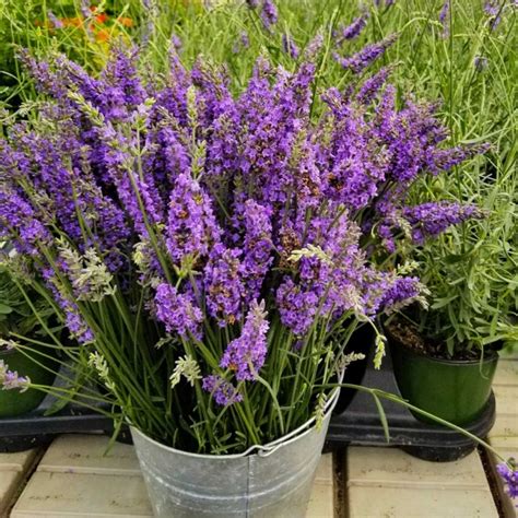 Lavender x intermedia 'Sensational' - Lavandula - Large Flowered