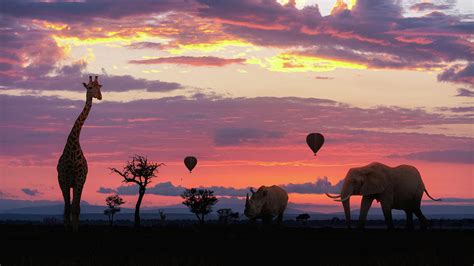 African Safari Colorful Sunrise With Animals Photograph by Good Focused ...