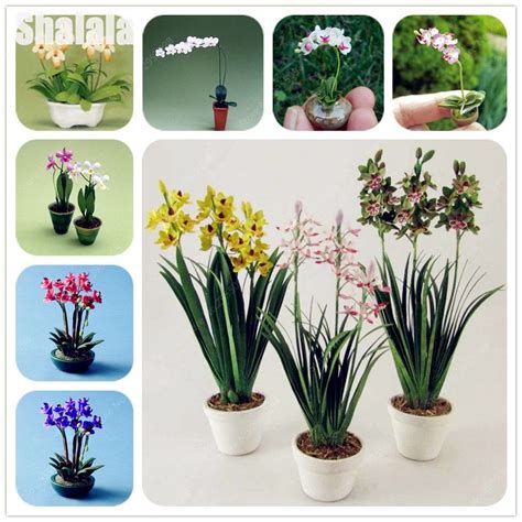 Cymbidium Orchid Pots For Sale