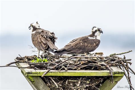 Nesting Osprey - FeederWatch