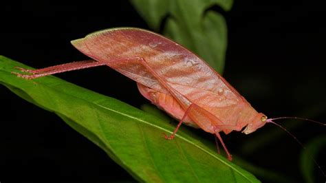 Photos of the Very Rare Pink Katydid