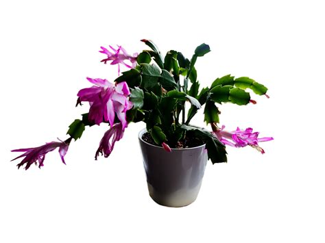 Download Christmas Cactus Cacti Nature Royalty-Free Stock Illustration Image - Pixabay