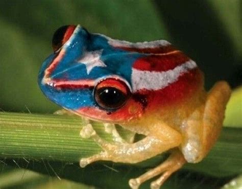 Coqui Boricua | Puerto ricans, Puerto rico, Puerto rico art