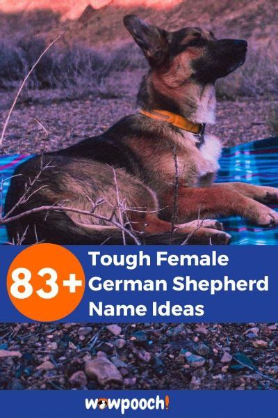 83+ Tough Female German Shepherd Name Ideas - WowPooch