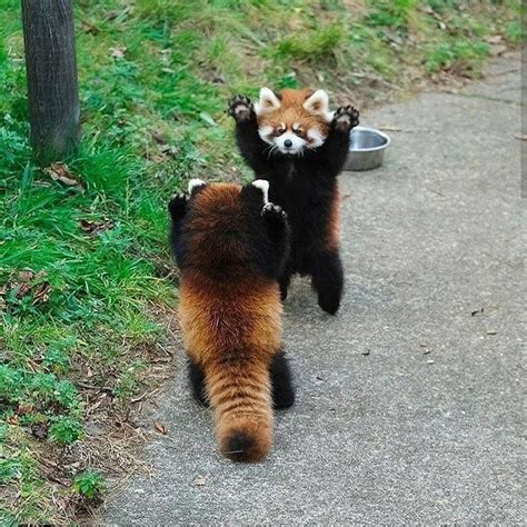 Red panda standoff