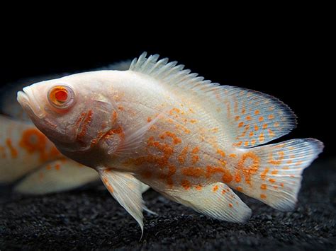 Albino Tiger Oscar (Astronotus ocellatus), Tank-Bred!