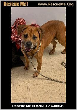 - Ohio Dog Rescue - ADOPTIONS - Rescue Me!