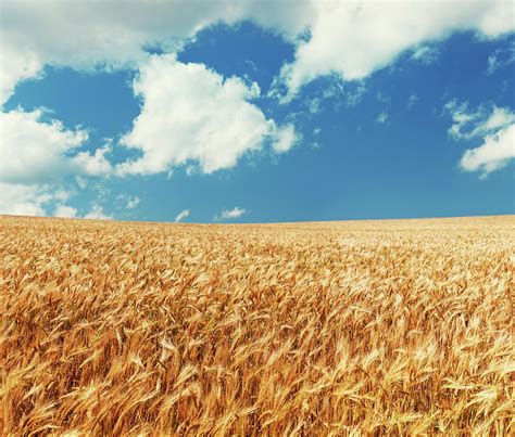 Rye Field Photograph by Shaunl - Fine Art America