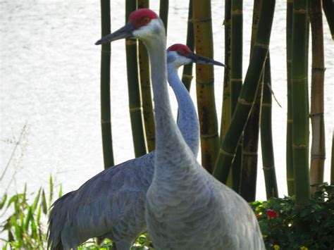 Simply Living: Sandhill cranes' mating dance a stunning spectacle