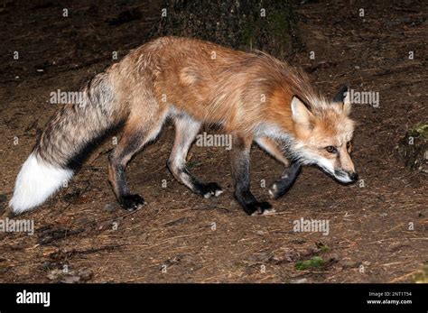 Red Fox, full body view facing right Stock Photo - Alamy