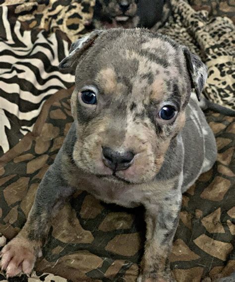 American Bully Puppies For Sale | South Jersey, NJ #342128