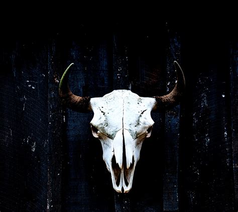 Bison Skull Series – JMP Traveler