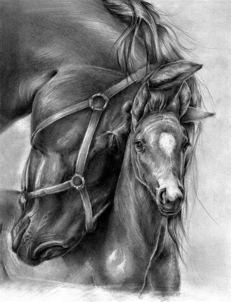 Pencil Drawings Of A Horse