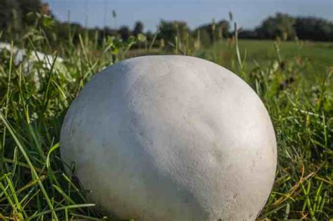 Puffball Mushrooms