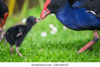 Pukeko Photos, Images & Pictures | Shutterstock