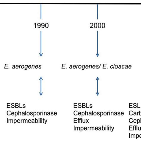 (PDF) Enterobacter aerogenes and Enterobacter cloacae; Versatile ...