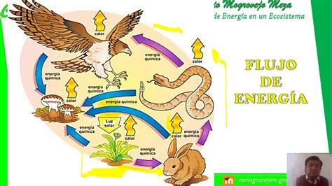 Energia De Los Ecosistemas - arbol