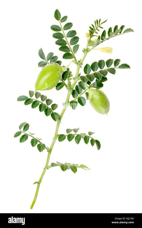 Kabuli Chickpea (Cicer arietinum), plant with pods and leaves. Clipping paths Stock Photo - Alamy