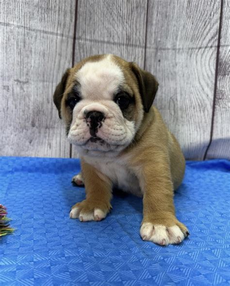 English Bulldog Puppies For Sale - Royal Puppy Kennel