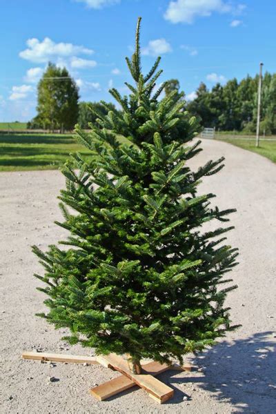 Estplant | The Biggest producer of christmas trees in the Baltic countries