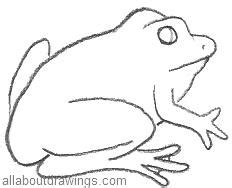 Frog Drawings in Pencil