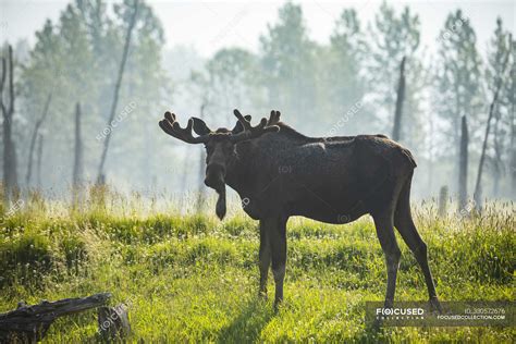 Bull Moose with antlers in velvet at wild nature — scenic, traveling - Stock Photo | #330572676