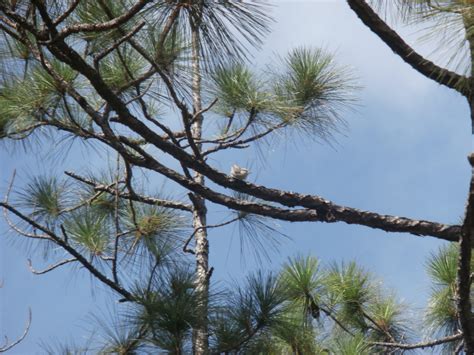 The final days of the Bahama nuthatch | Canada's National Observer: Climate News