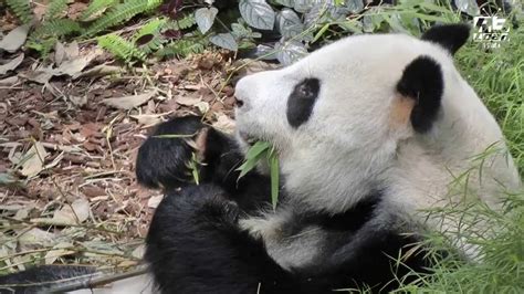 Giant Pandas River Safari Singapore - YouTube