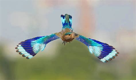 Fortune Creator Neelkanth Indian Roller Bird | Education and ...