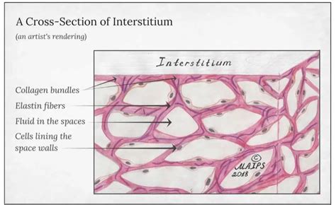 What is the Largest Functioning Organ of the Human Body? Can YOU Say Interstitium?