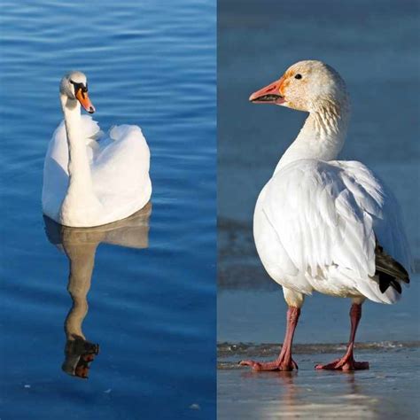 Swan Vs Snow Goose - A Guide About Similarities And Differences