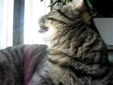 Cat sees a bird and makes utter sounds - YouTube