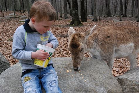 Southwick Zoo | Animals, Zoo, Kangaroo