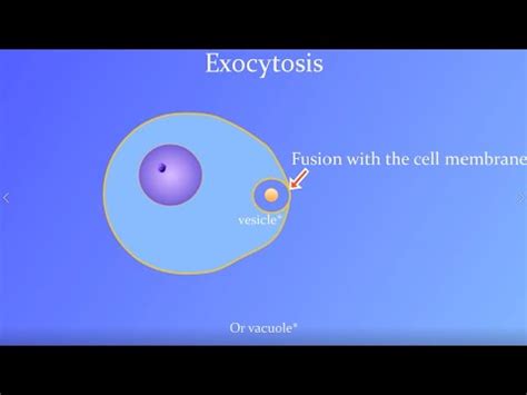 Exocytosis Animation (with a real Paramecium!) - YouTube