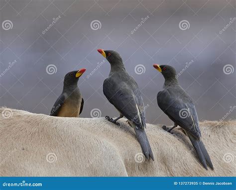 Yellow-billed Oxpecker Buphagus Africanus Stock Image - Image of oxpecker, habitat: 137273935