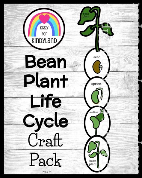 Life Cycle Activity with Lima Bean Plant Craft for Spring, Summer Science Center