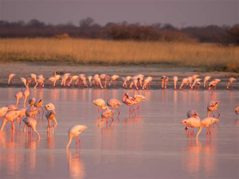 Makgadikgadi Pans Holidays in Botswana with Steppes Travel