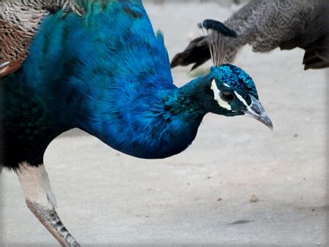Free Images : nature, bird, animal, male, wildlife, green, beak, natural, blue, colorful ...
