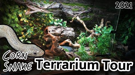 Corn Snake Terrarium Setup 2021 - YouTube