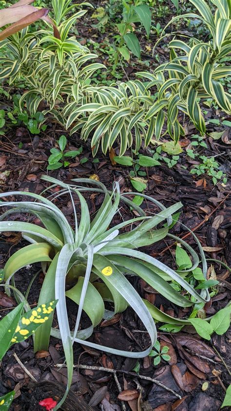 tillandsia: xerographica : Avant Gardens