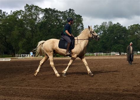 Area VI Adult Eventing Camp – Dressage – DIY Horse Ownership