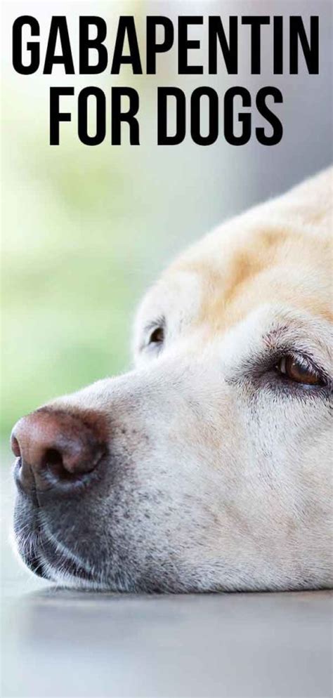 Gabapentin For Dogs - How It Works, The Dosage And Side Effects