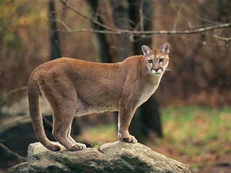 Mountain Lion | Animal Wildlife