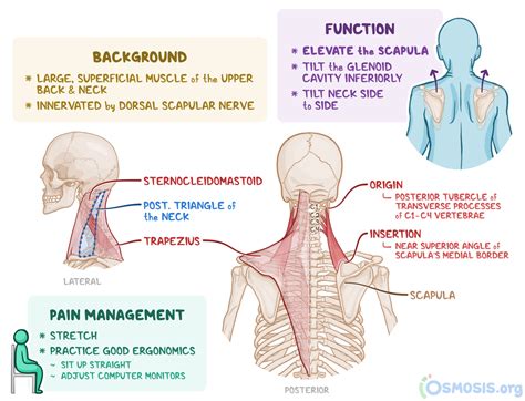 Levator Scapulae Stretches