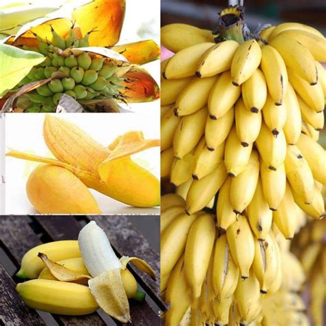 100 pcs Mini Dwarf Banana Bonsai Tree Mini Banana Seedsplants Outdoor ...